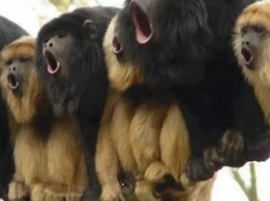 Leerprocessen en zingen!